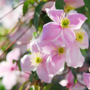 Foto einer Blume in unserem Garten